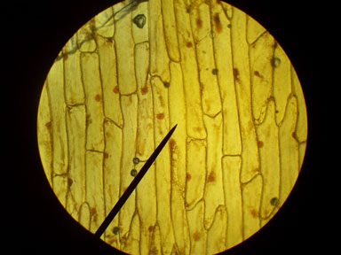 onion cells 400x