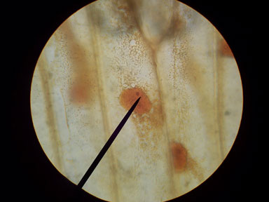 onion cell 10x